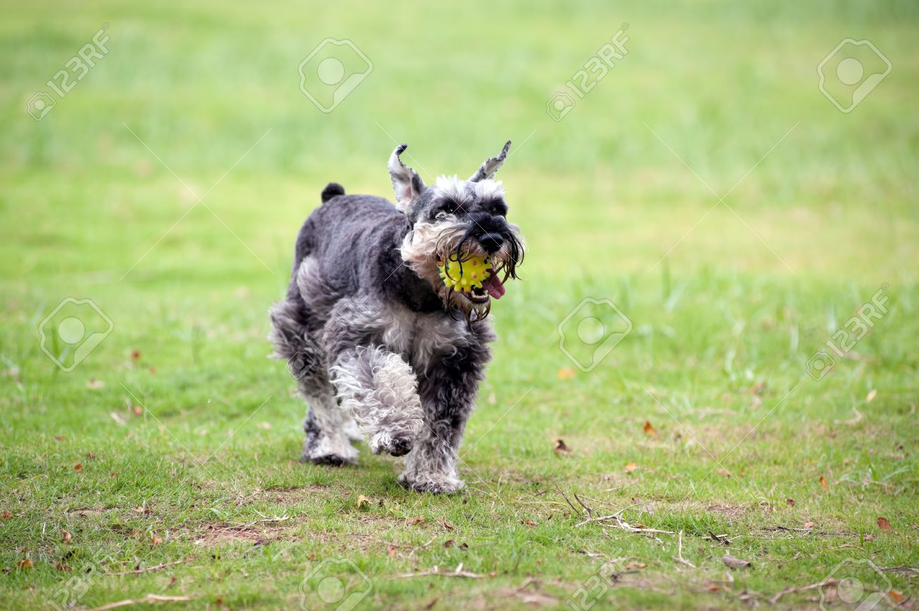 miniature schnauzer running