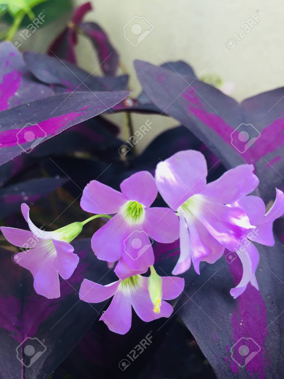 Schone Kleine Lila Bluhende Blumen Im Garten Lizenzfreie Fotos Bilder Und Stock Fotografie Image 93930310