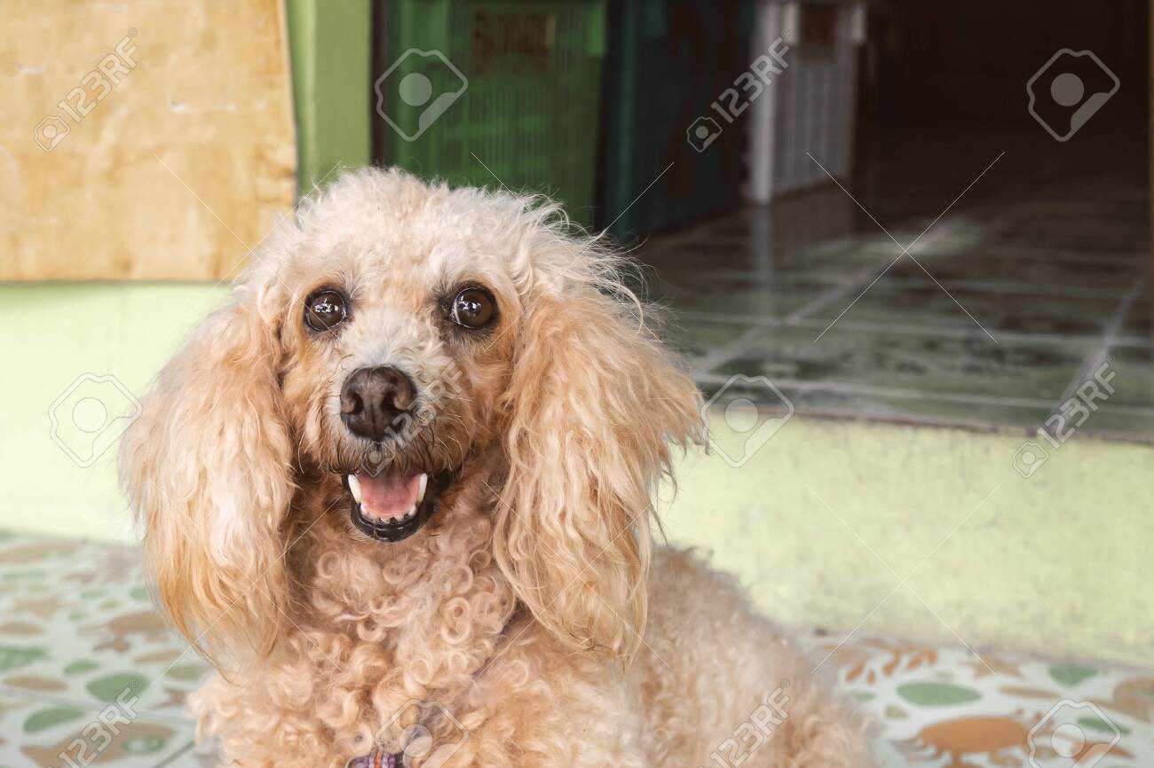 apricot colored poodle