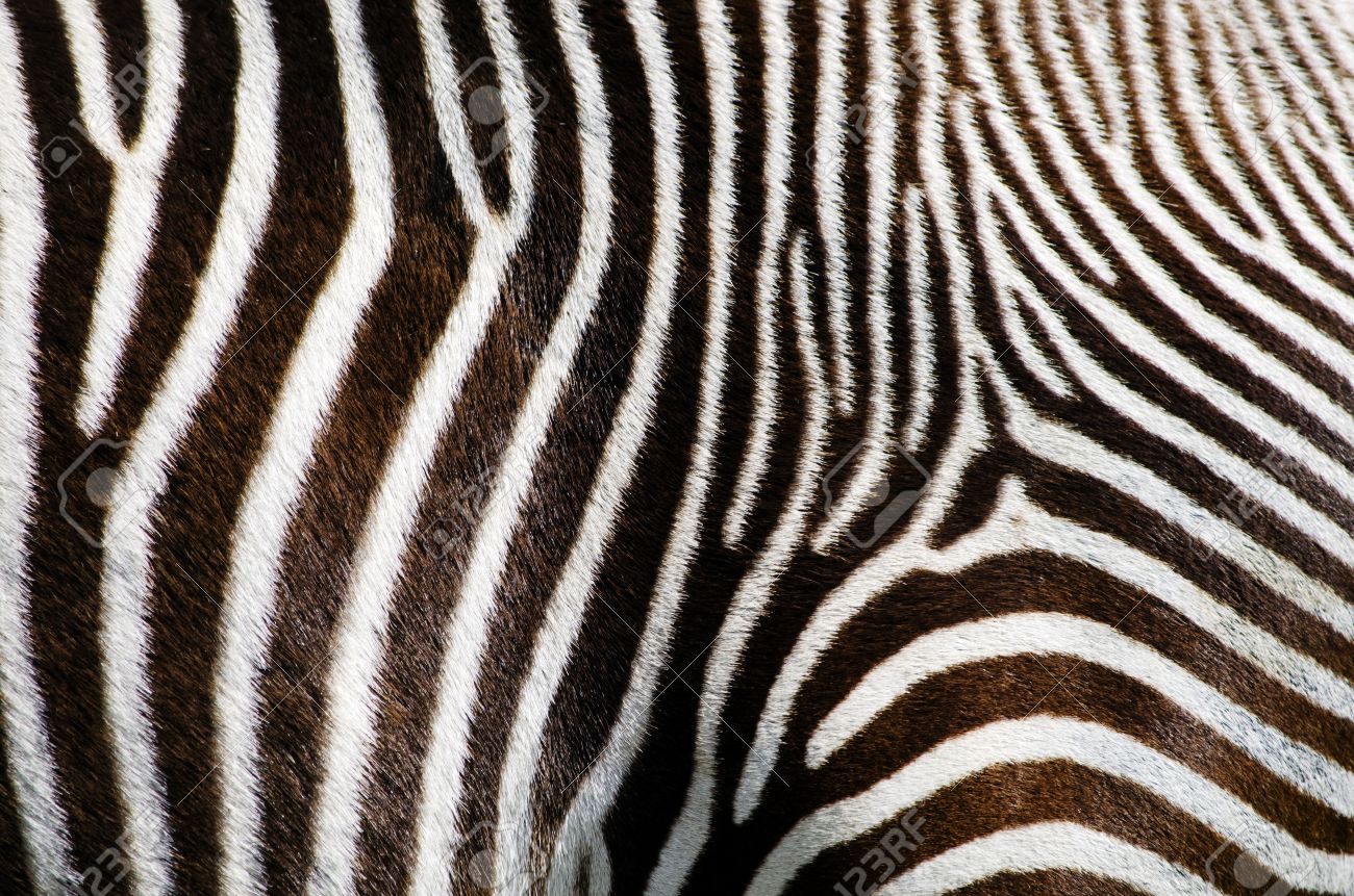 シマウマの毛皮 うさぎページ 希少 シマウマ 毛皮 ラグ Zebra skin