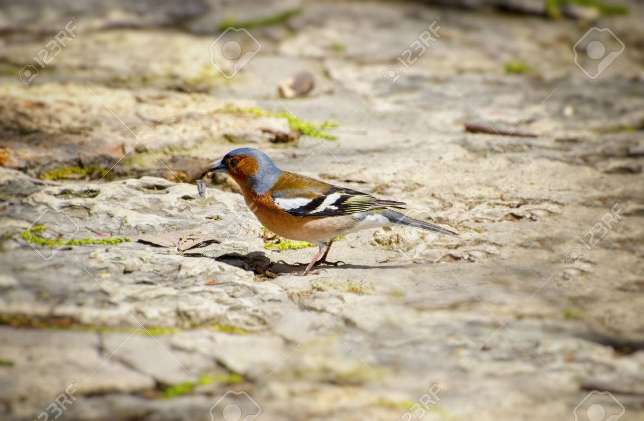 etiam-dictum-ipsum-a-felis