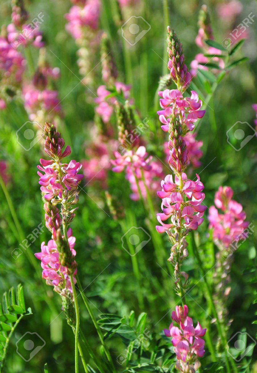 Sainfoin Onobrychis Viciifolia Stock Photo Picture And Royalty Free Image Image 14037539