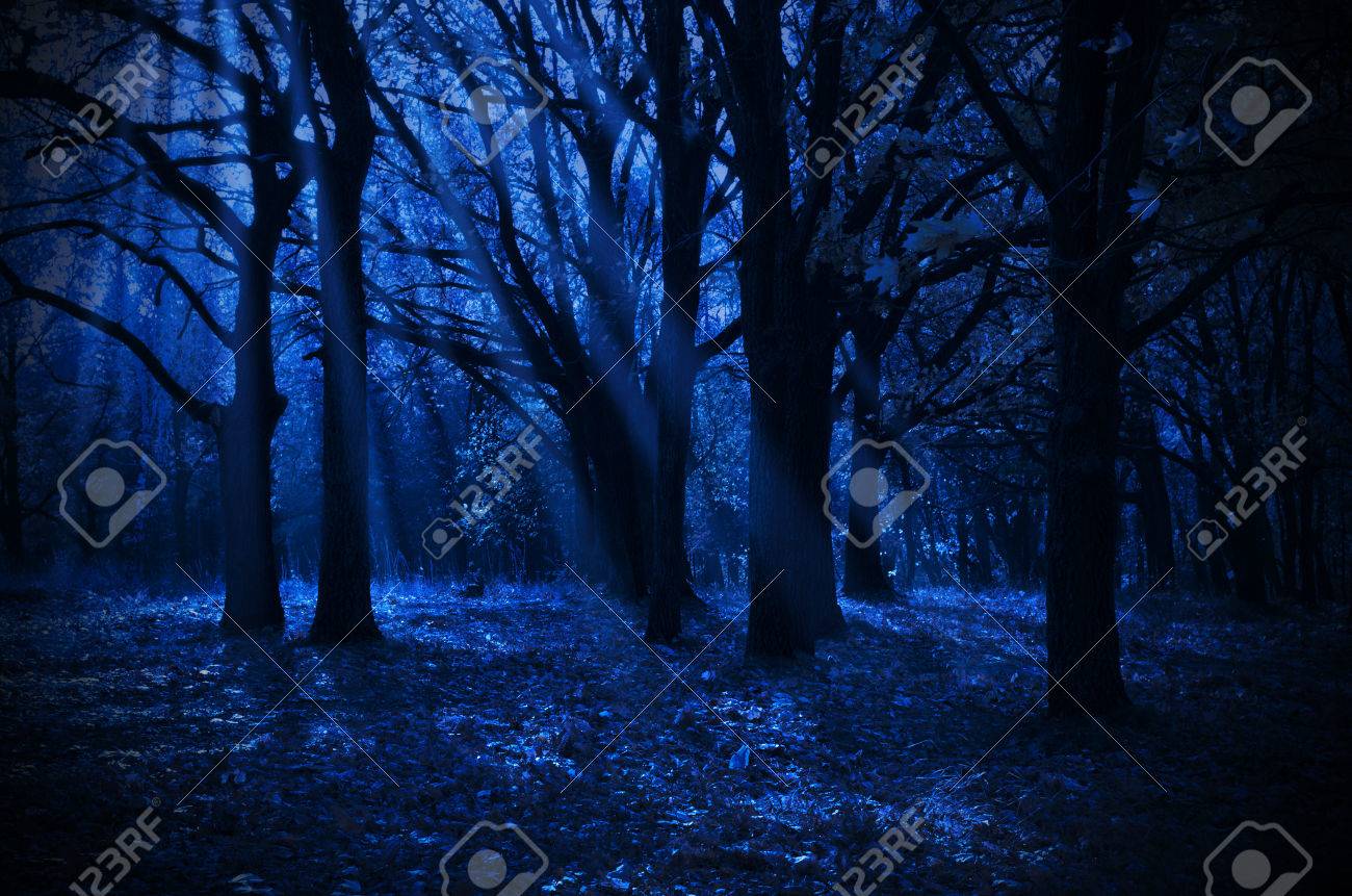 月光の光と夜の森 の写真素材 画像素材 Image
