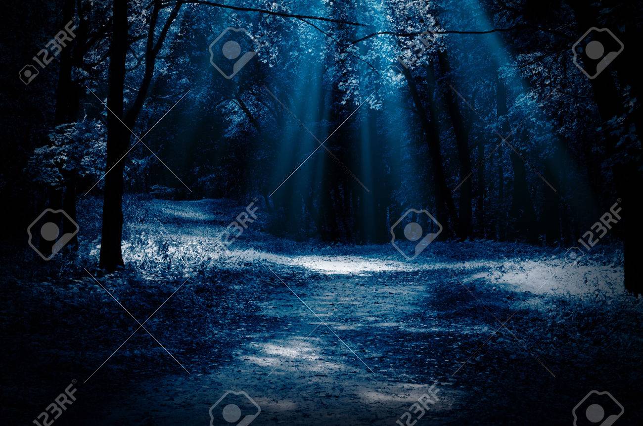 night forest with moonlight beams stock photo picture and royalty