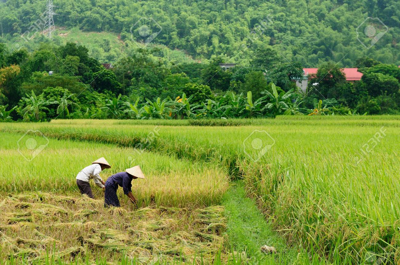 2年保証 写真 ベトナム 額装 田風景 アート 写真 ハンドメイド 9 000 Jkkniu Edu