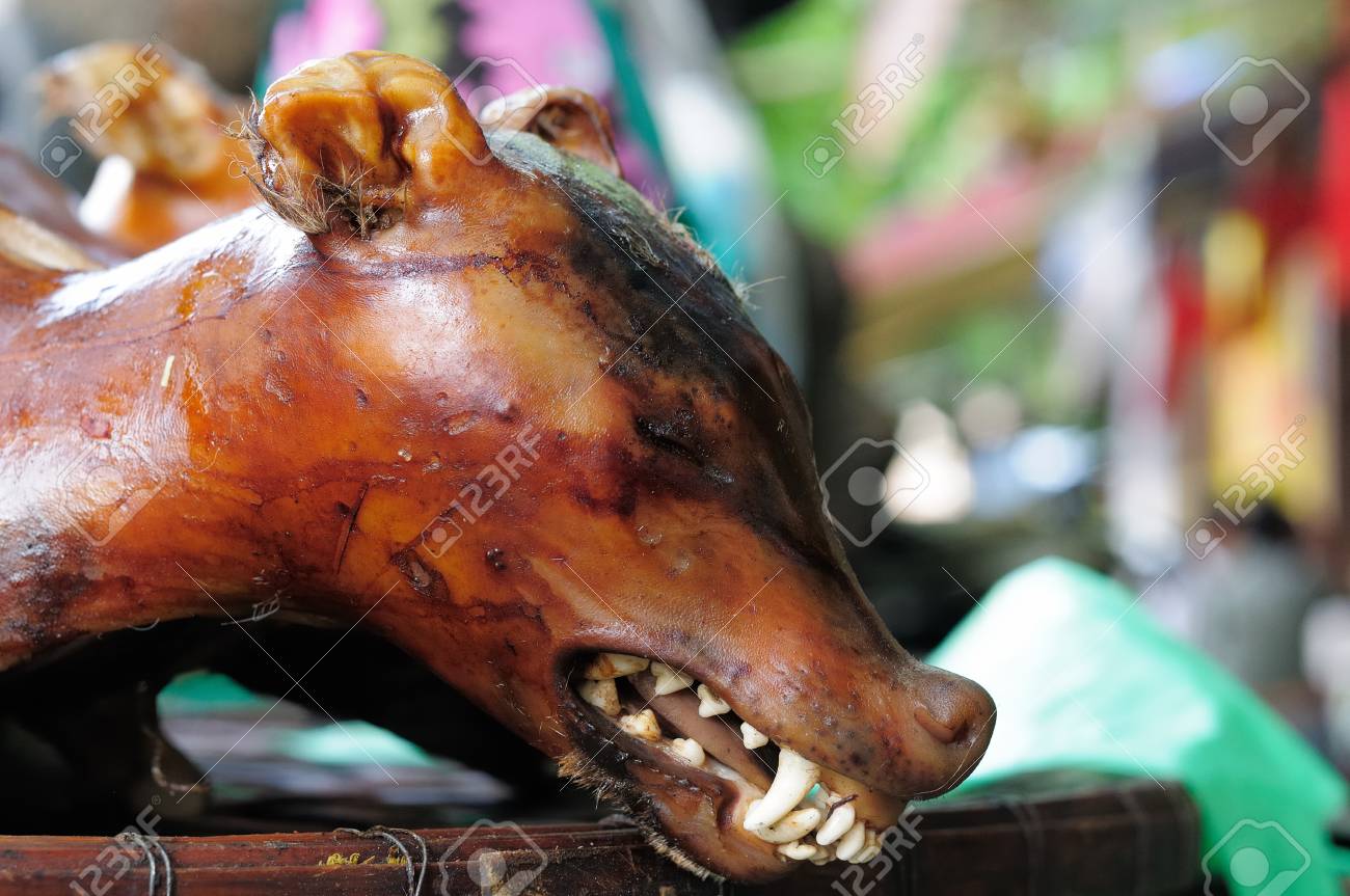 best gps pet tracker