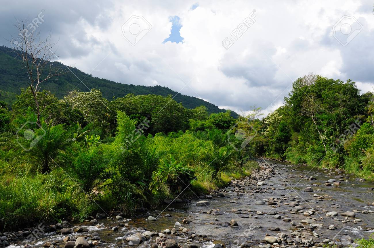 インドネシア ボルネオ島の野生の熱帯のジャングルの景色 カリマンタン の写真素材 画像素材 Image