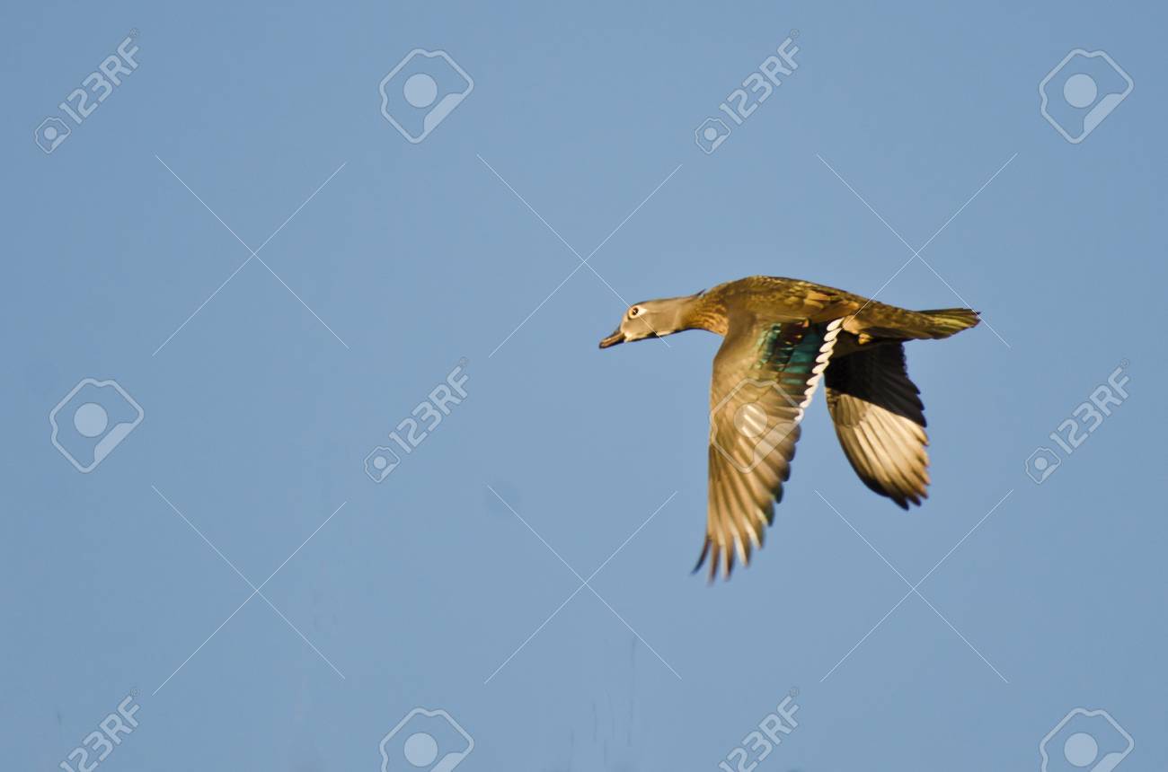 Female Wood Duck Flying In A Blue Sky Stock Photo, Picture and Royalty Free  Image. Image 27065991.