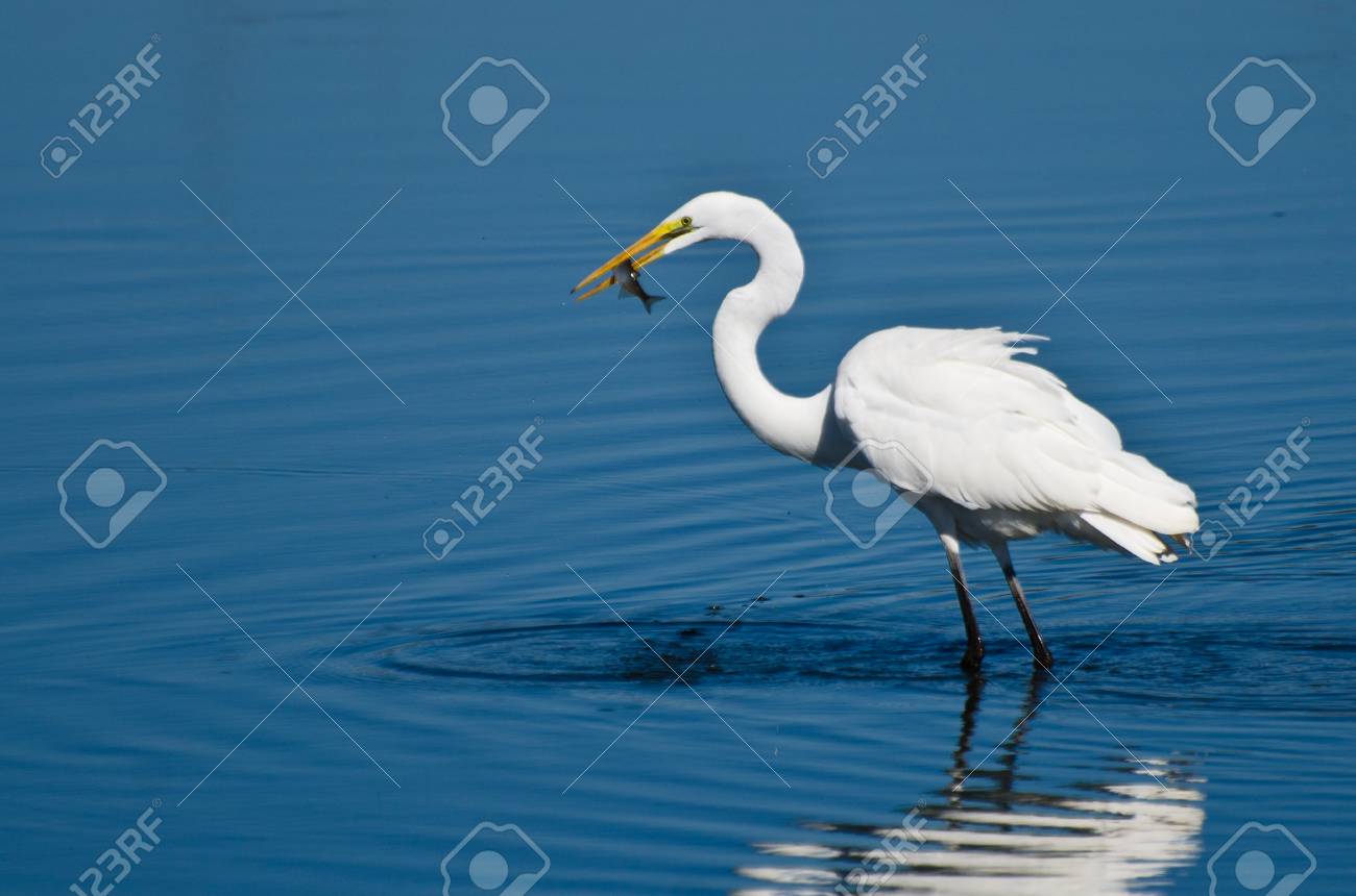釣った魚とダイサギ の写真素材 画像素材 Image