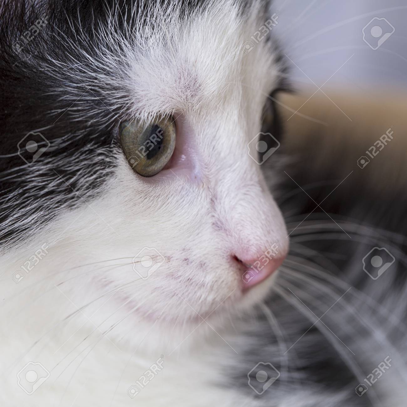 Bebe Chat Patte Maison De Jeu Minou Chat De Compagnie Alimentaire Meow Kitty Favori Fidele Banque D Images Et Photos Libres De Droits Image