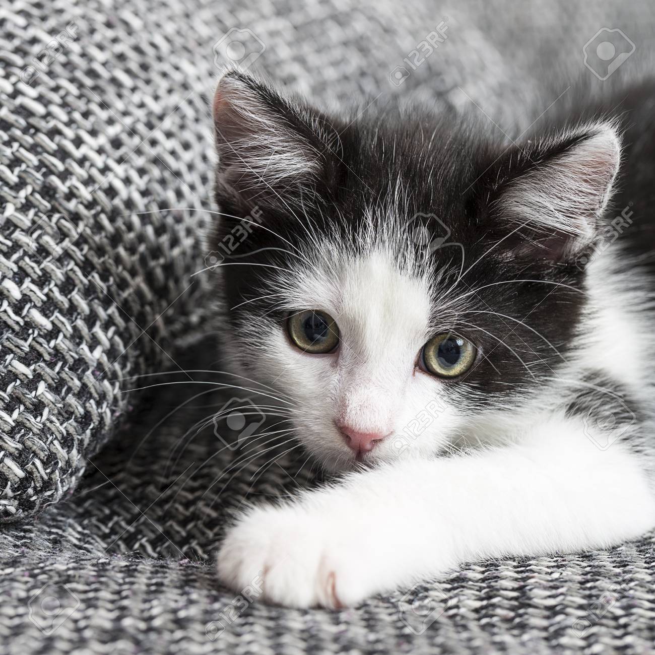 Cat Baby Paw Play House Pet Kitty Cat Food Meow Kitty Looking Whisker Faithful Stock Photo Picture And Royalty Free Image Image