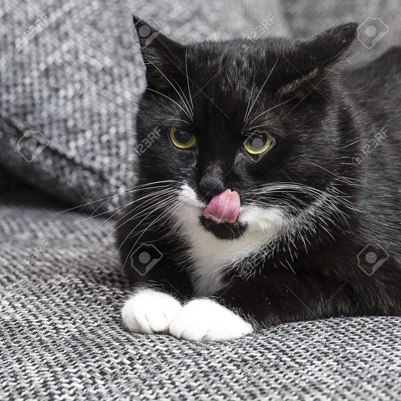 忠実なひげを探して国内黒猫ペット キティ猫食品ニャー キティ の写真素材 画像素材 Image
