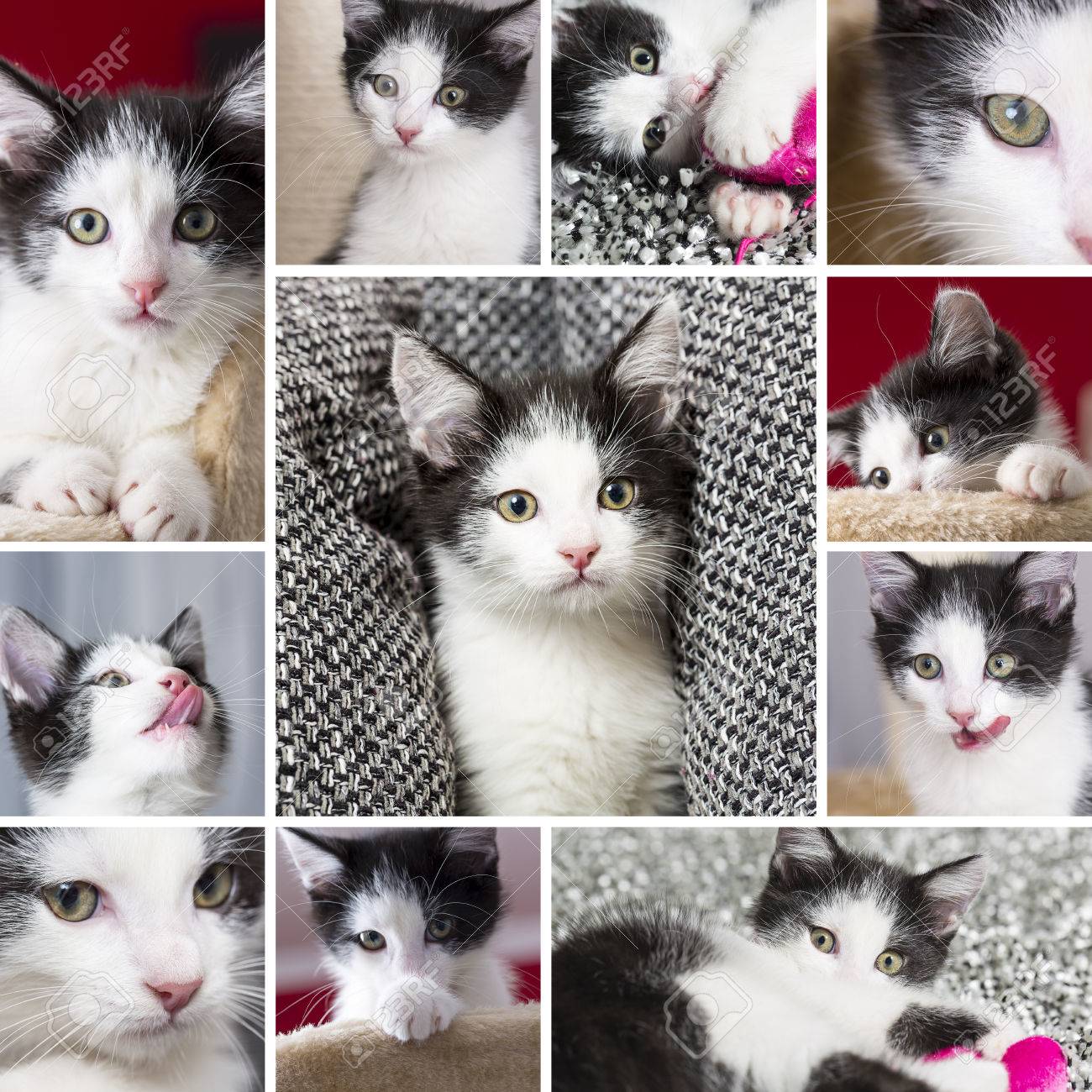 Chats De Bebe Collage Ensemble Maison De Jeu Minou Chat Kitty Langue Moustache Fideles Banque D Images Et Photos Libres De Droits Image