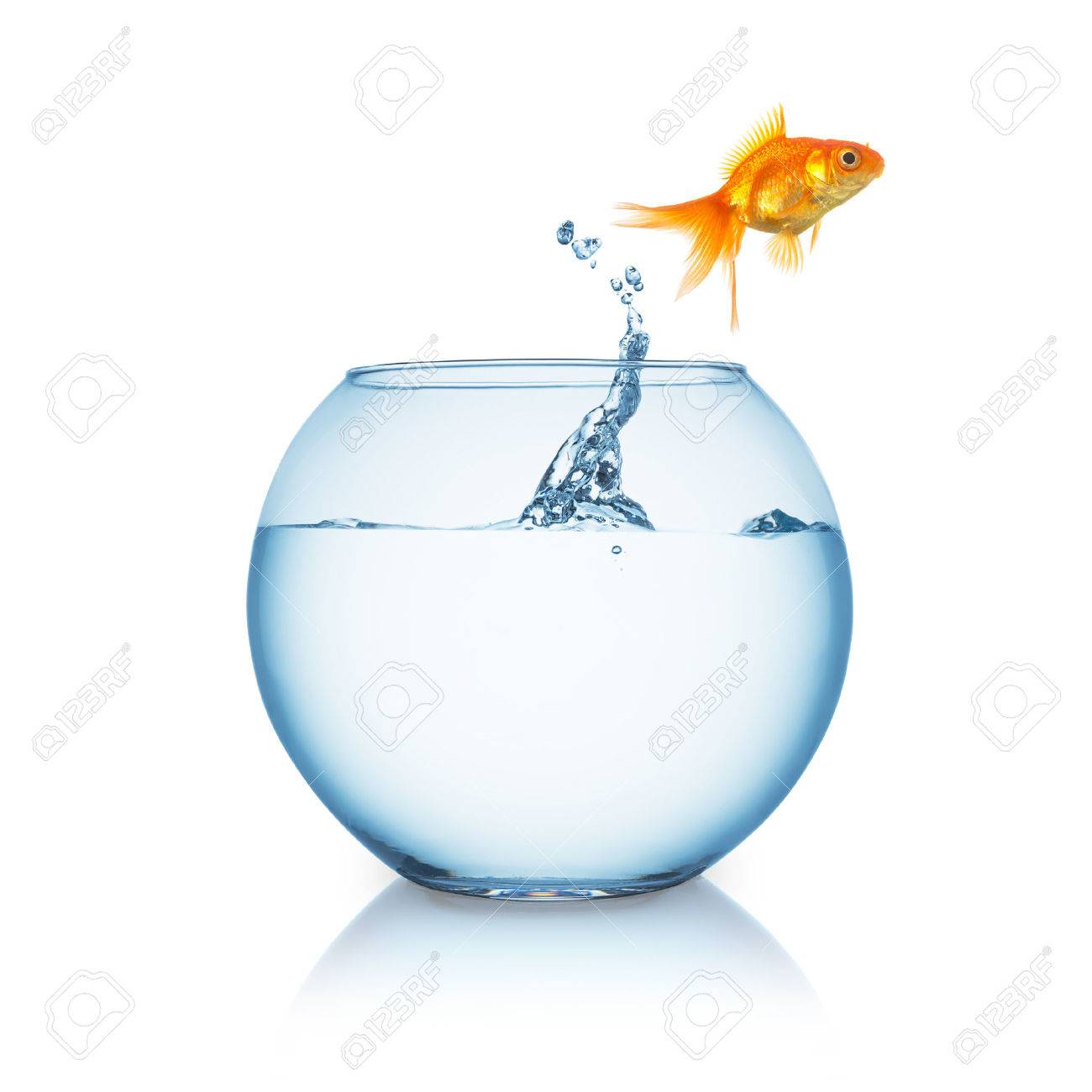 Fishbowl With A Goldfish That Jumps In To Liberty On White Stock Photo Picture And Royalty Free Image Image