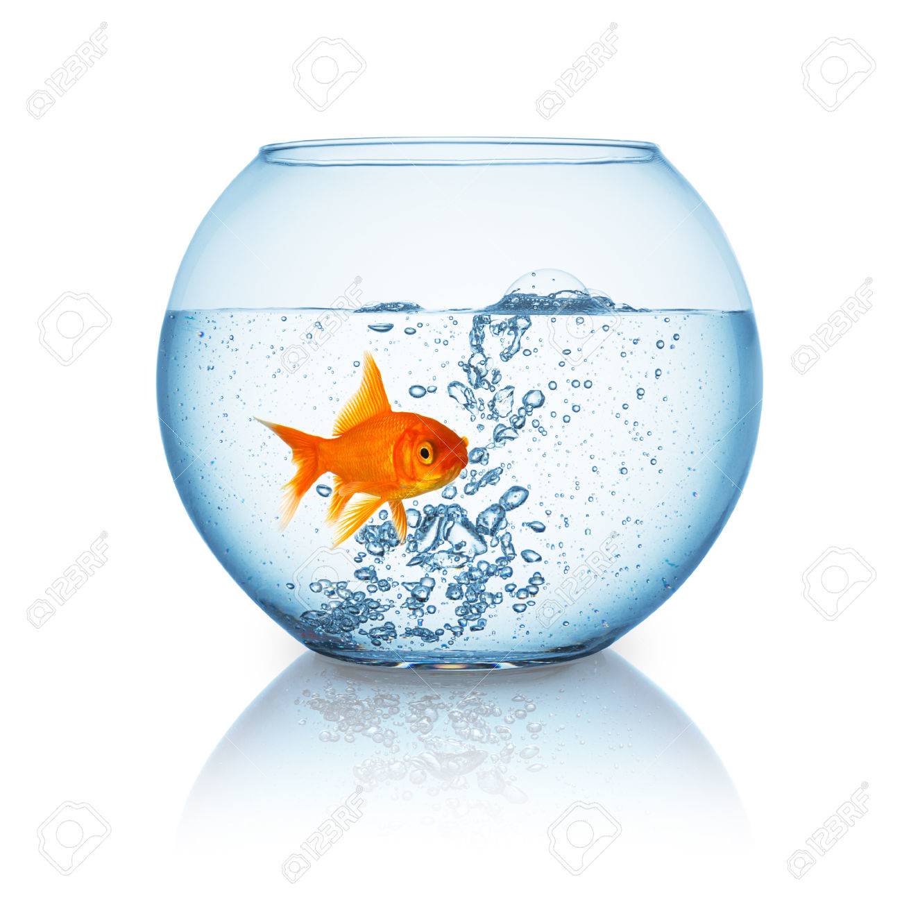 Fishbowl With Hot Water And A Goldfish That Is Frightened On White Background Stock Photo Picture And Royalty Free Image Image