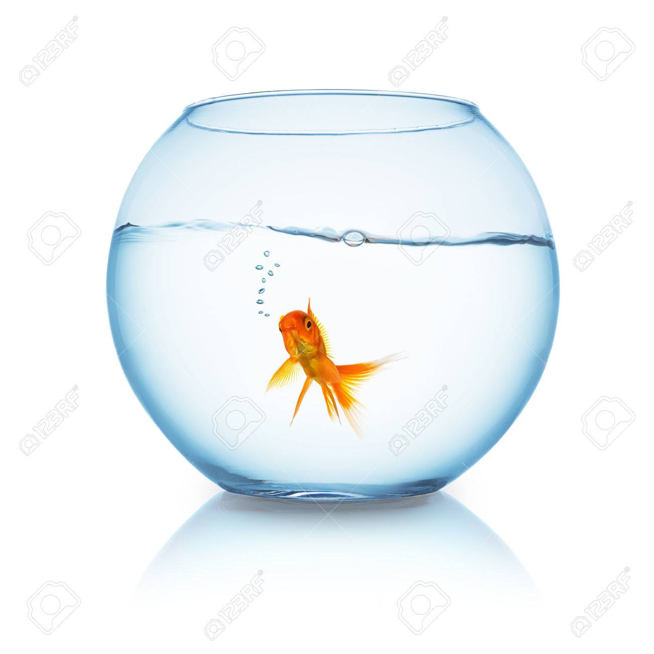 Bocal Avec Un Poisson Rouge Qui Nage Et La Respiration Dans L Eau Isole Sur Fond Blanc Banque D Images Et Photos Libres De Droits Image 38286446