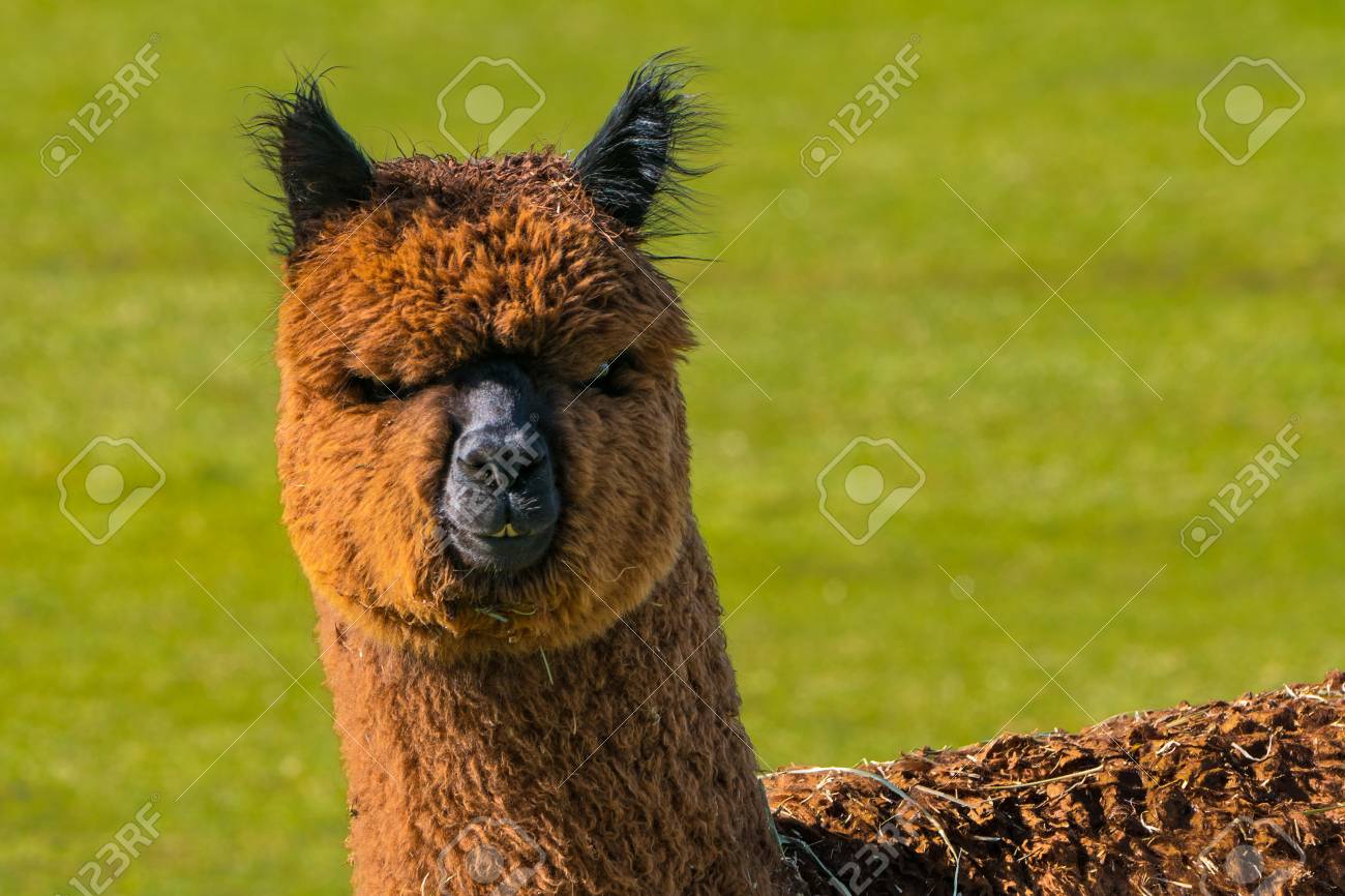 オレゴン州の牧場の羊毛を調達かわいいアルパカのクローズ アップ の写真素材 画像素材 Image