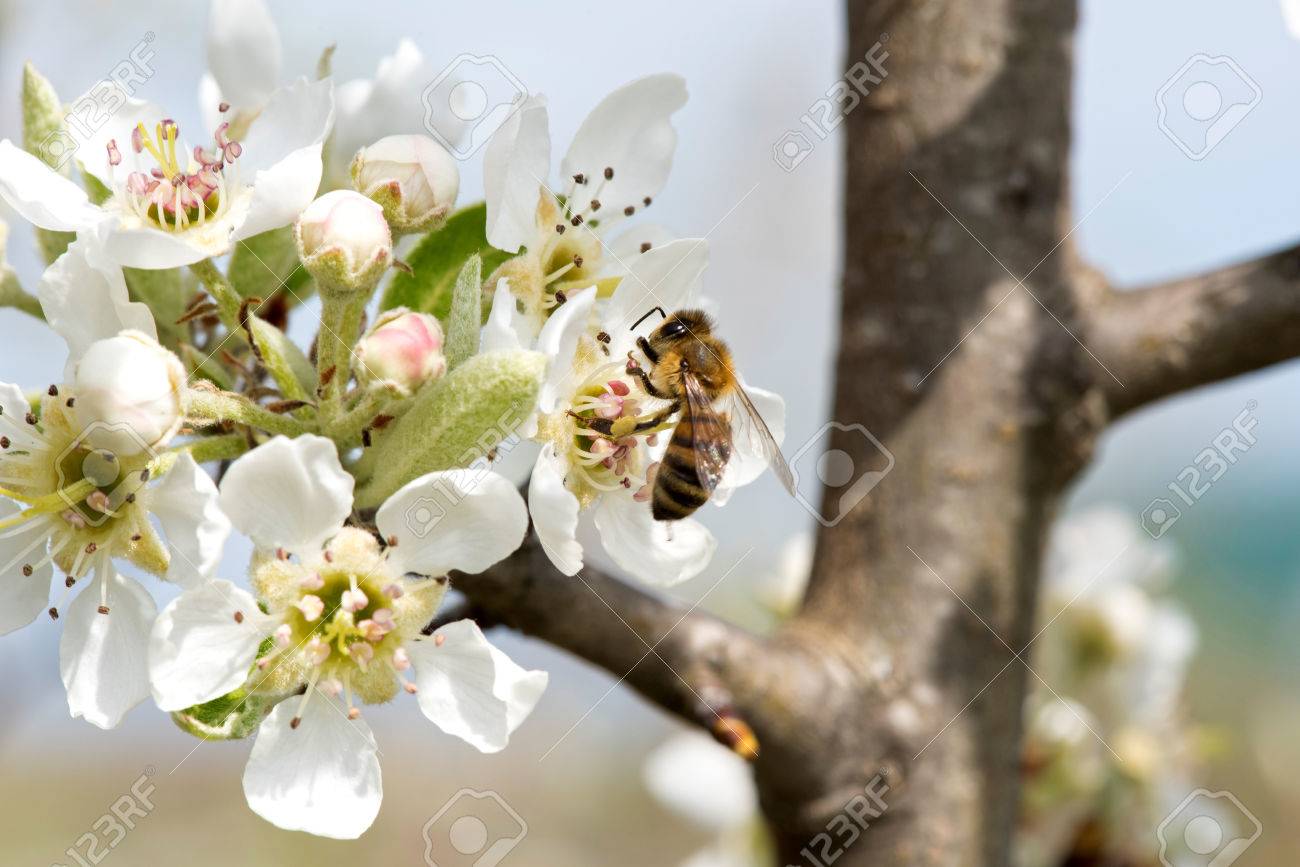 ギャラリー梨 ナシナシ の花と春のミツバチ の写真素材 画像素材 Image ギャラリー梨 ナシナシ の花と春のミツバチ の写真素材 画像素材 Image