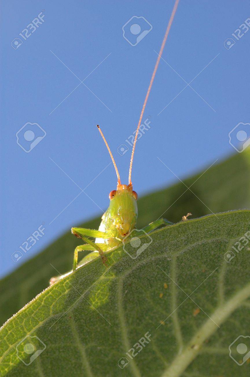 オナニー　害虫 カタツムリ