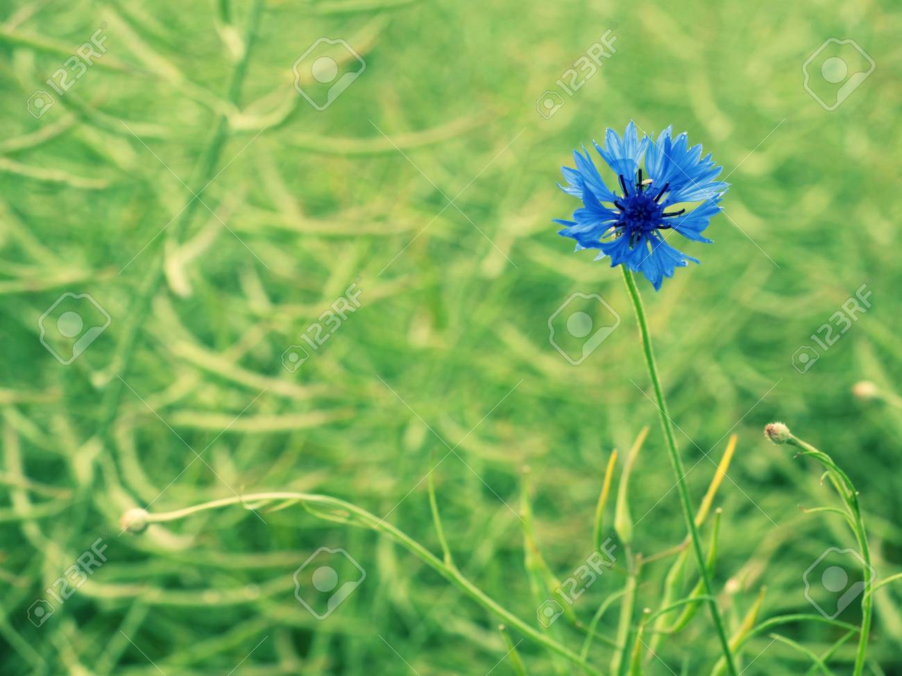 definicion de azul aciano definicion de azul aciano