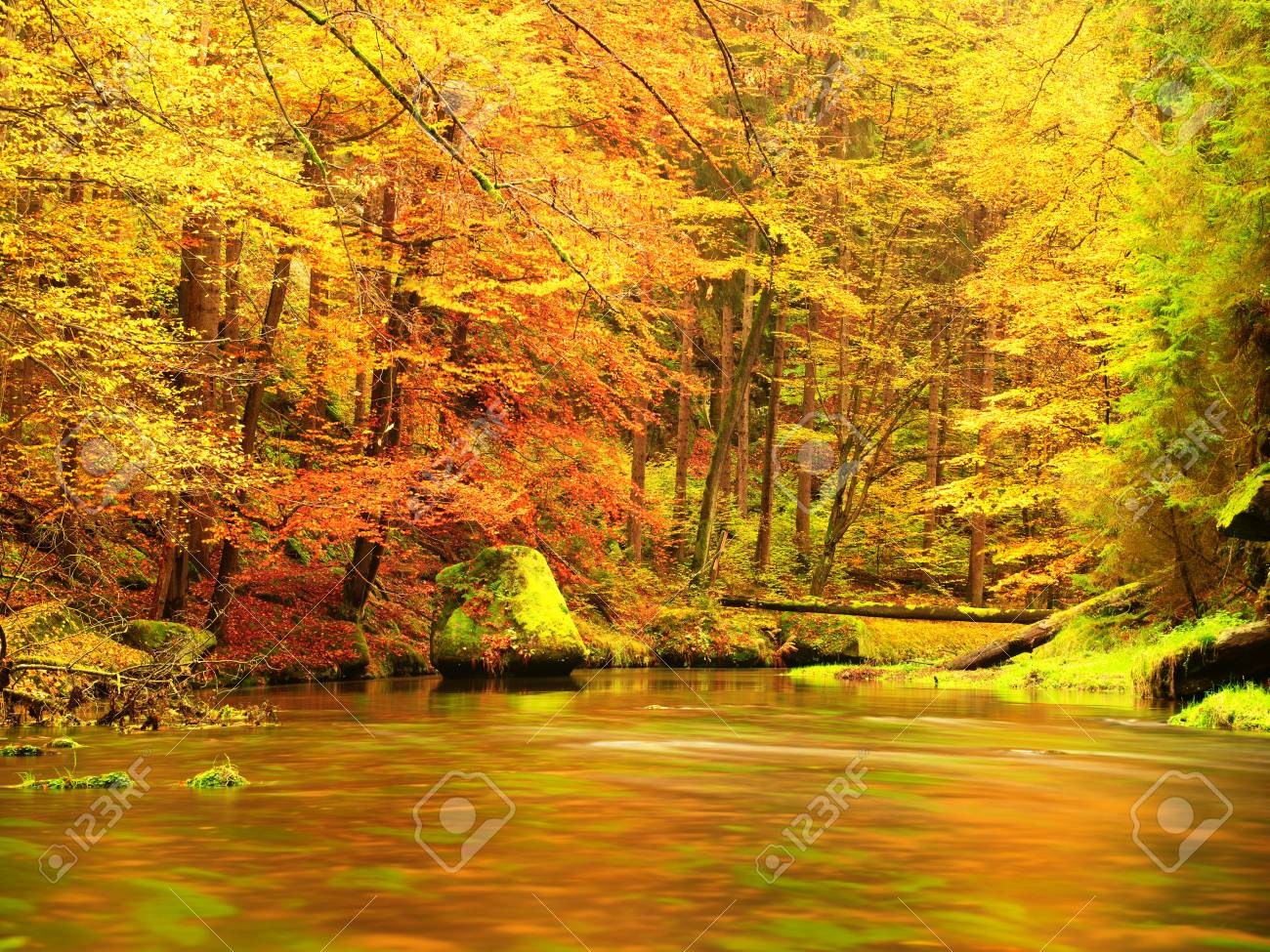 秋の自然。紅葉の森の山川。苔と川の銀行、緑の藻岩 の写真素材・画像 