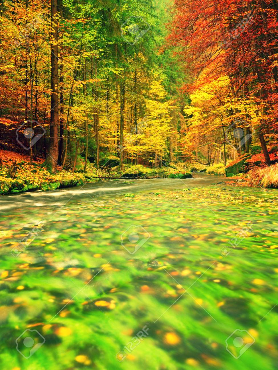 秋の自然。紅葉の森の山川。苔と川の銀行、緑の藻岩 の写真素材・画像