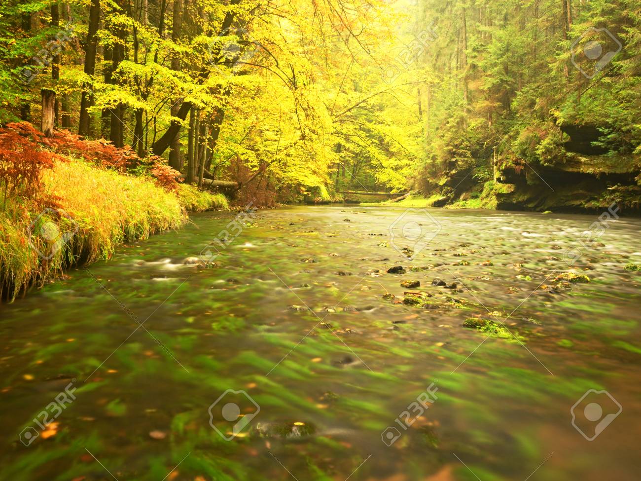 川の土手の下に落ちる山川で木 雨の日 コケに覆われた岩 雨の後の夕方で新鮮な秋の空気を光の緑のシダに削除します の写真素材 画像素材 Image