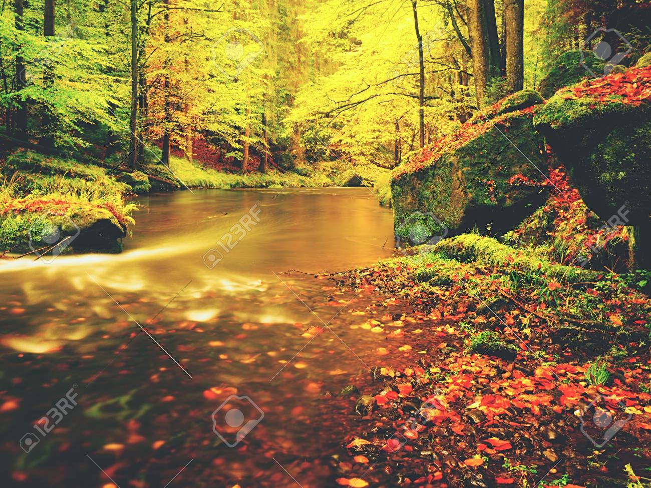 Merveilleuse Nature D 39 Automne Feuilles Colorees Eclatant Dans La Lumiere Du Soleil Du Soleil Au Dessus De La Riviere Ensoleillee Dans La Journee Ensoleillee Dans La Foret Banque D Images