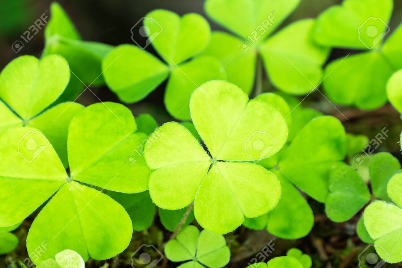 Light Green Common Wood Sorrel Oxalis Acetosella Background Stock Photo Picture And Royalty Free Image Image