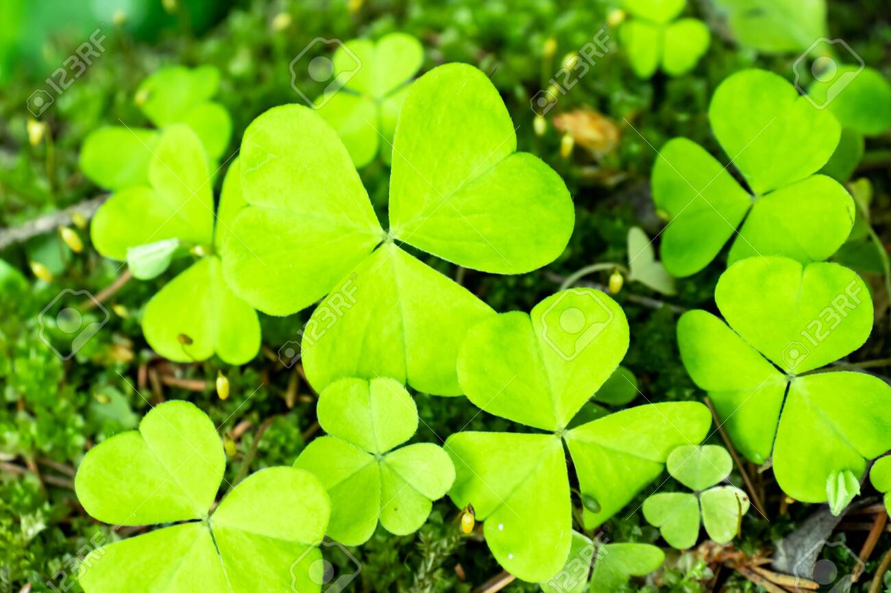 Light Green Common Wood Sorrel Oxalis Acetosella Background Stock Photo Picture And Royalty Free Image Image