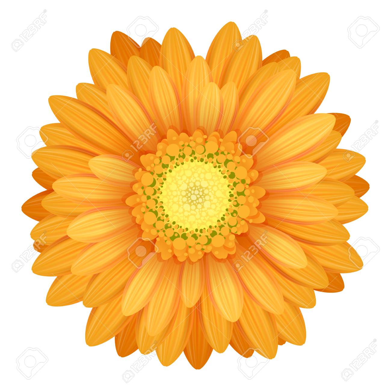 Colorful Gerbera Flower Head - Yellow And Orange Colors. Royalty Free SVG,  Cliparts, Vectors, and Stock Illustration. Image 32981808., image size:1300x1300