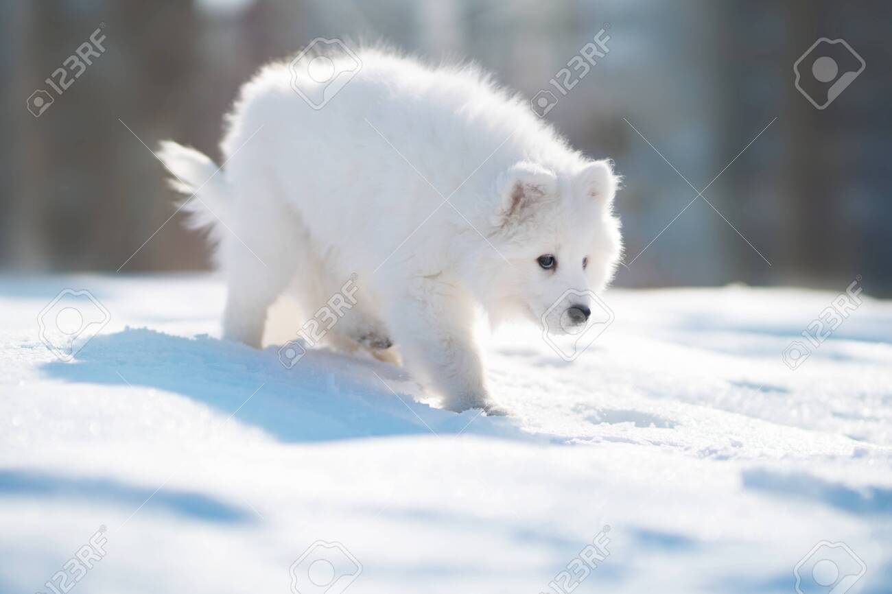 Sweet Katara our Arctic wolfdog. : r/Wolfdogs, image size:1300x866