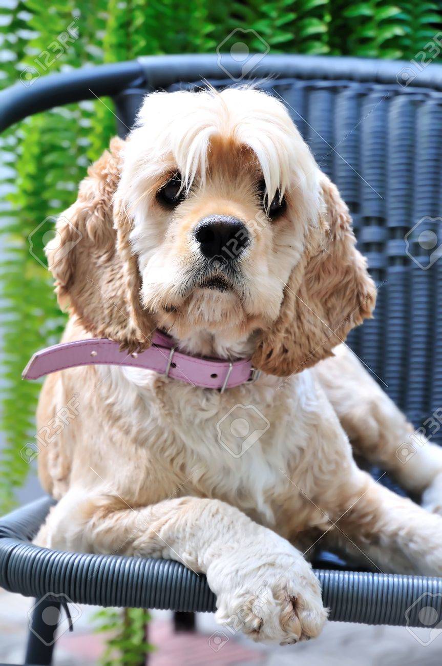 funny cocker spaniel