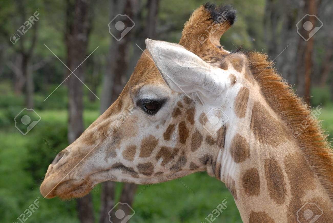 キリン の写真素材 画像素材 Image 1413