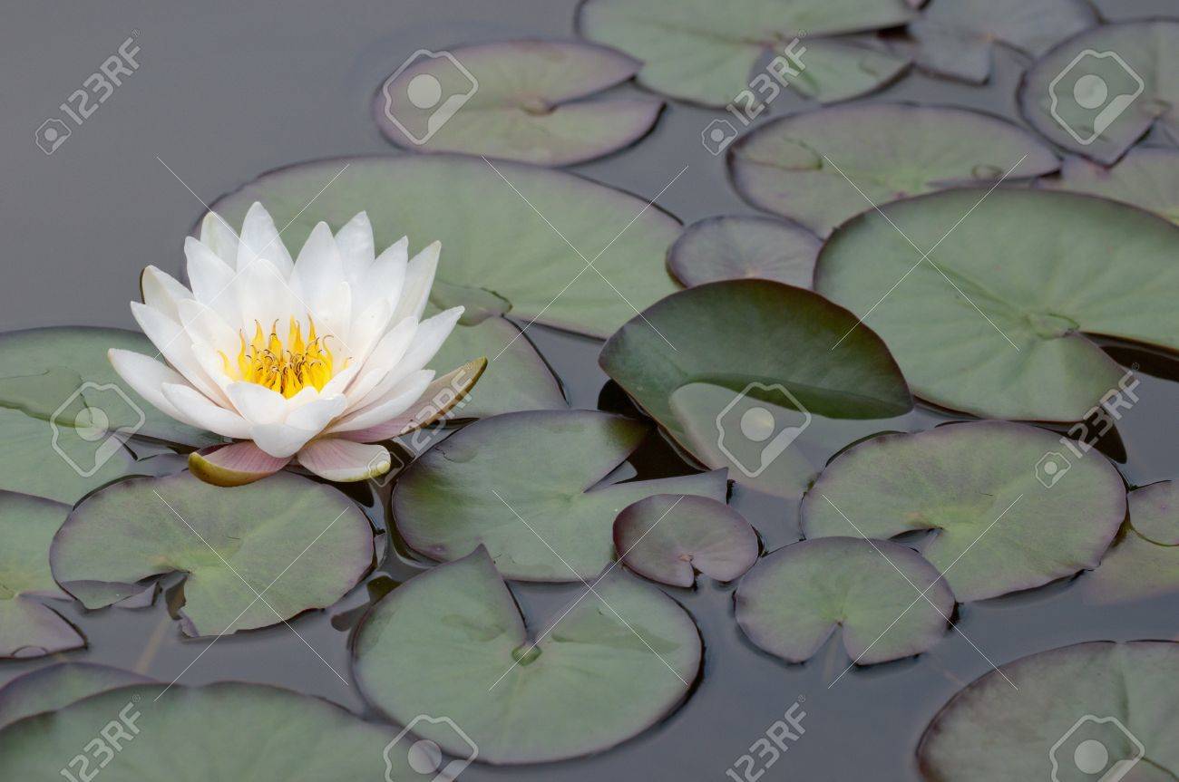 白い睡蓮の葉を持つ の写真素材 画像素材 Image