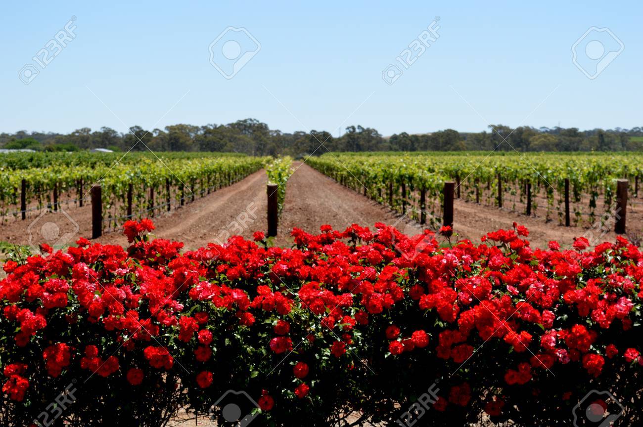 フォア グラウンドで赤いバラ畑 の写真素材 画像素材 Image