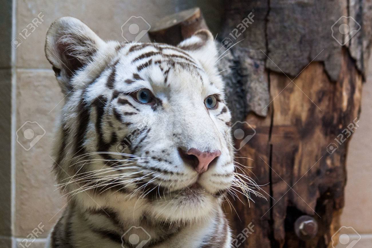 Junge Weisse Tiger Mit Atemberaubenden Blauen Augen Lizenzfreie Fotos Bilder Und Stock Fotografie Image 28252433