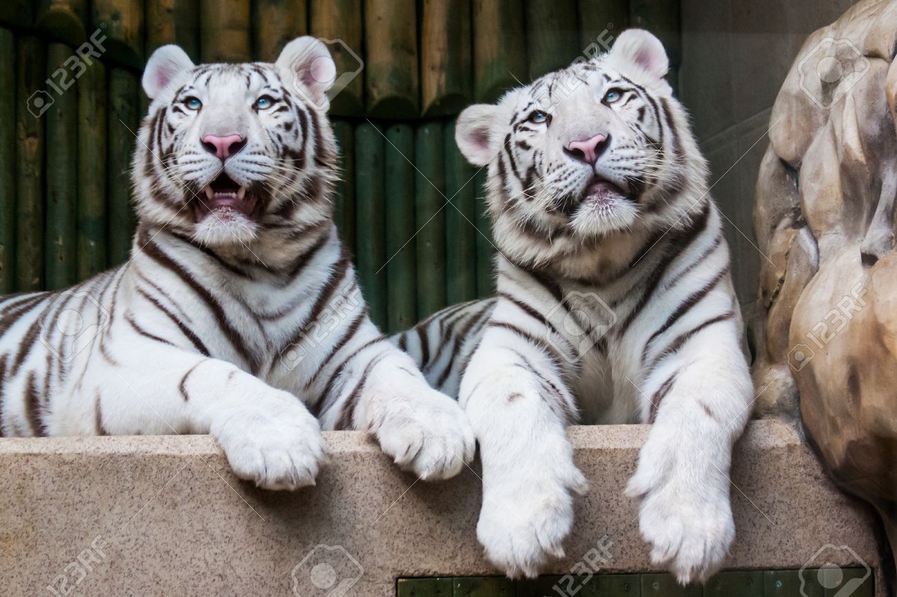 Zwei Uber Weisse Tiger Mit Schonen Blauen Augen Lizenzfreie Fotos Bilder Und Stock Fotografie Image 28252529