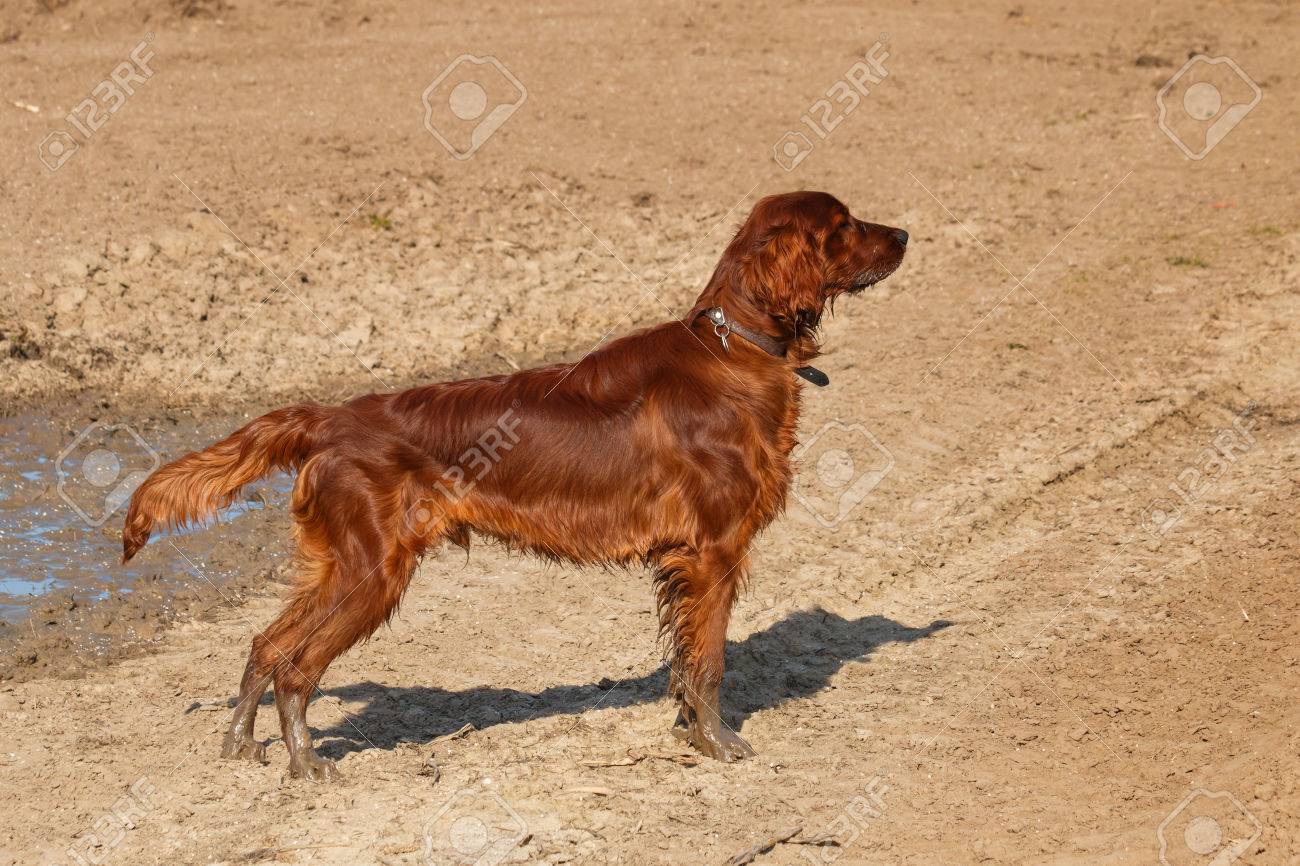 irish setter hunt