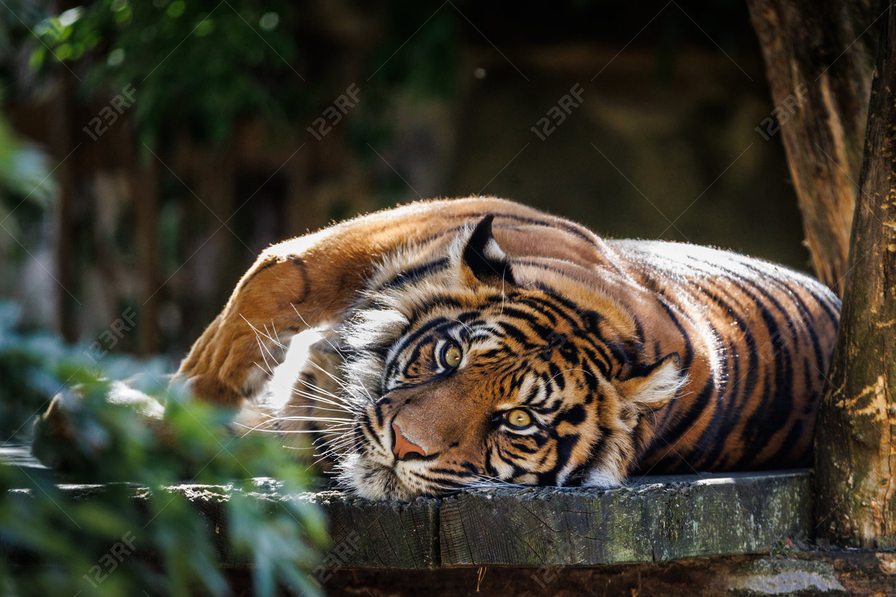 etiam-dictum-ipsum-a-felis