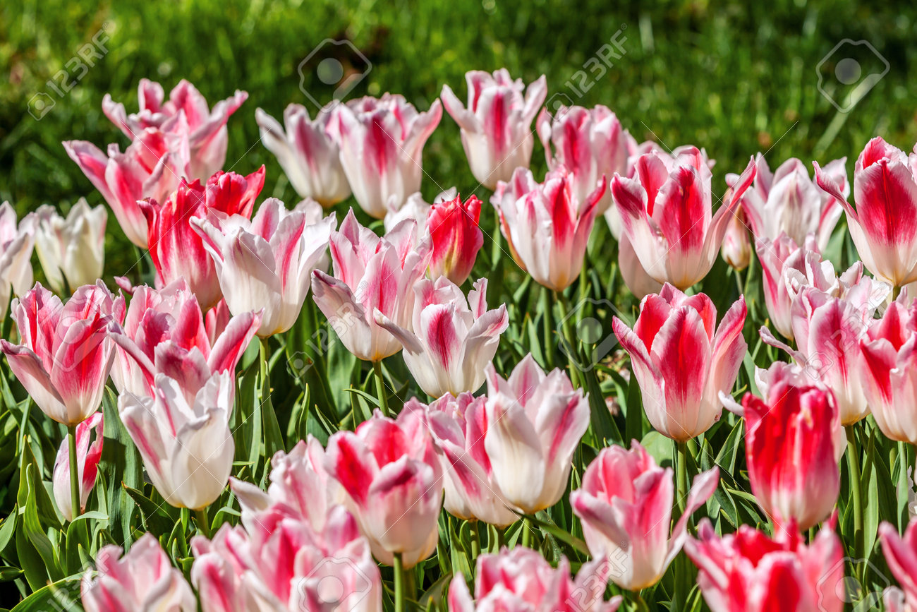 white pink tulips in full bloom. Annual tulip festival in Istanbul. Emirgan Park - 160845264 white pink tulips in full bloom. Annual tulip festival in Istanbul. Emirgan Park - 160845264