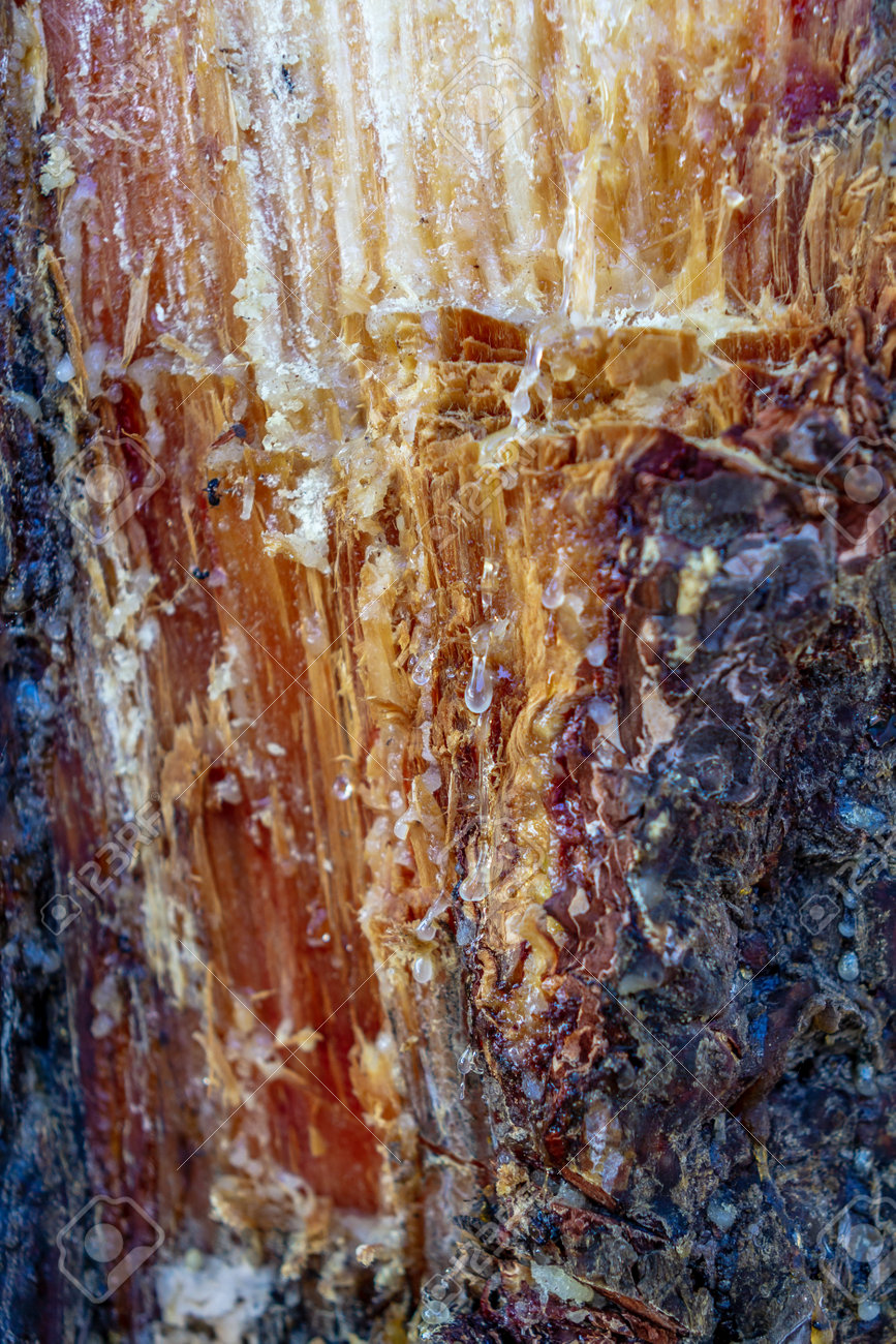 Resin from the wounded trunk of the pine tree. Solid amber residue obtained after distillation of the resin. The oil, which is called pine turpentine or pine oil and obtained from the resin of pine, is used in the treatment of various diseases and ailments according to its content and properties. - 161444603 Resin from the wounded trunk of the pine tree. Solid amber residue obtained after distillation of the resin. The oil, which is called pine turpentine or pine oil and obtained from the resin of pine, is used in the treatment of various diseases and ailments according to its content and properties. - 161444603