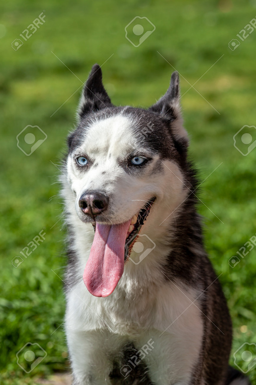 Lovely gray white husky dog standing on green lawn - 162319064 Lovely gray white husky dog standing on green lawn - 162319064