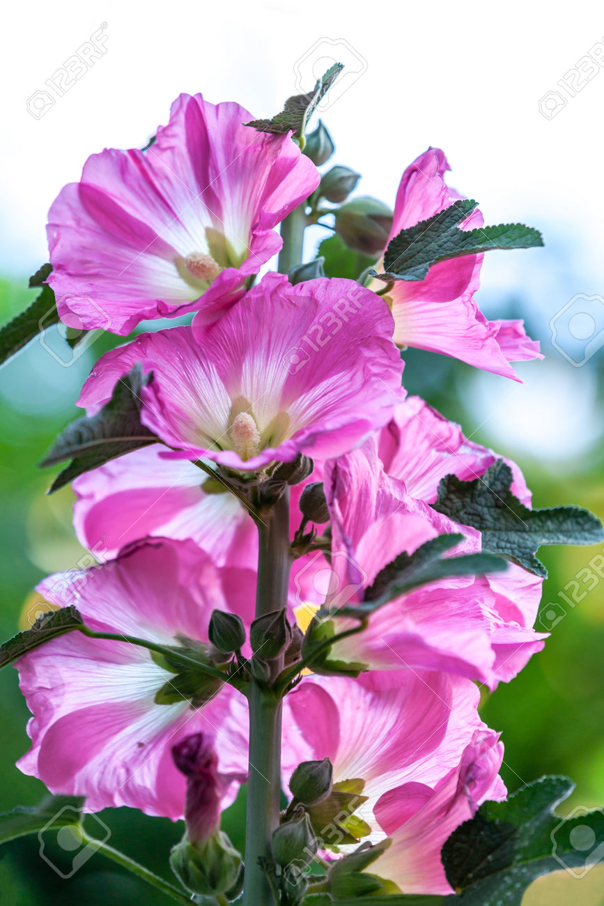 Alcea rosea, pink Hollyhock flowers and buds - 162319074 Alcea rosea, pink Hollyhock flowers and buds - 162319074