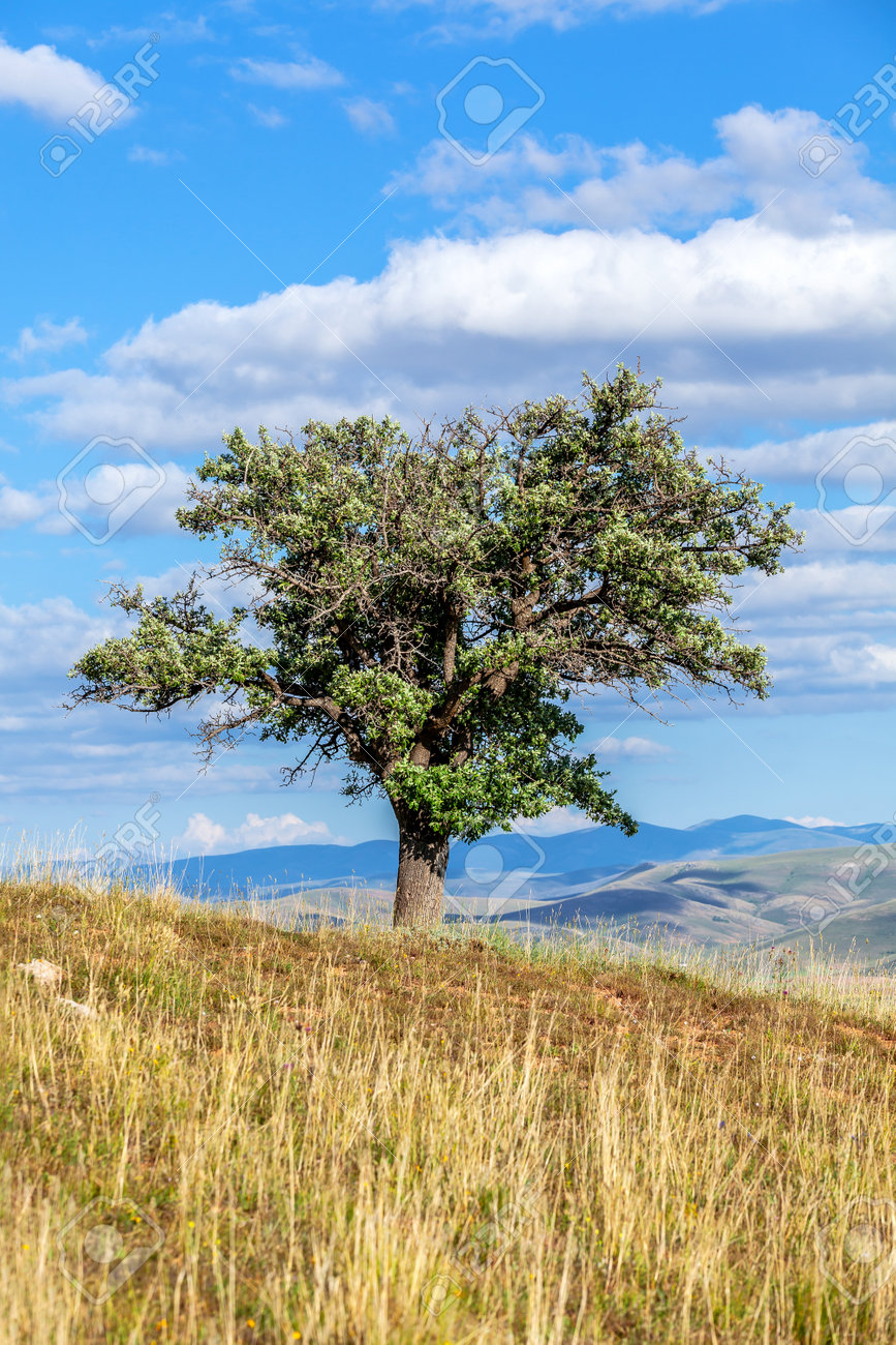 Old wild pear tree growing on top of hill under blue sky - 162919056 Old wild pear tree growing on top of hill under blue sky - 162919056