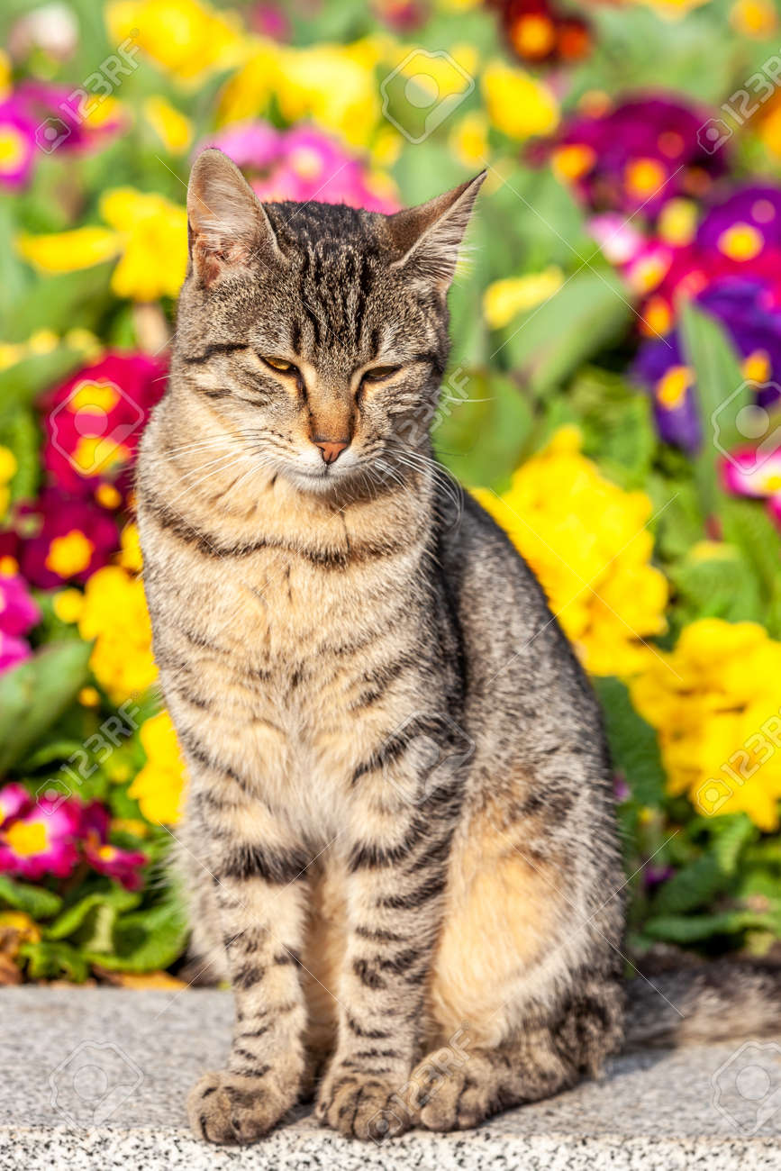 cat posing in front of colorfull garden, sunny day - 165667263 cat posing in front of colorfull garden, sunny day - 165667263