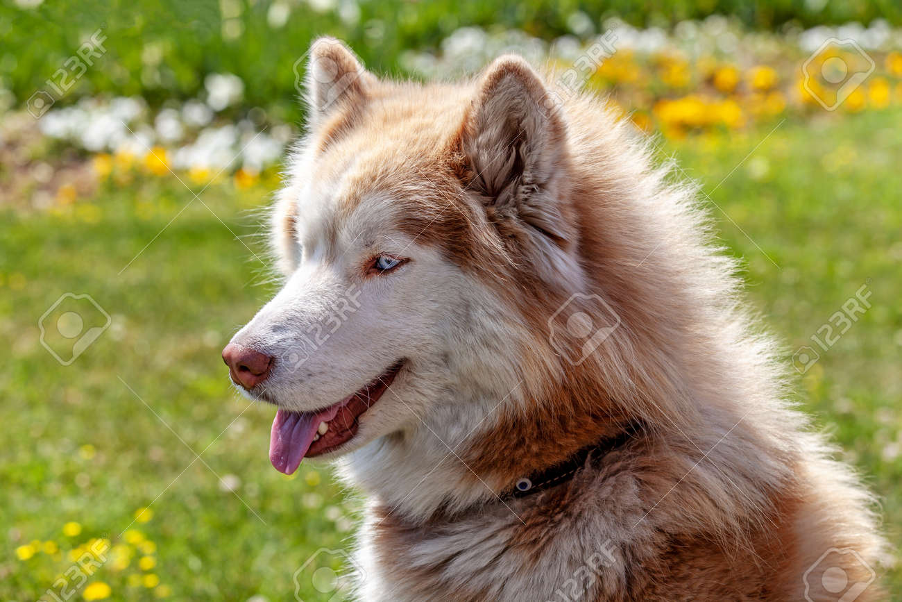 Lovely brown white husky dog standing on green lawn - 165921214 Lovely brown white husky dog standing on green lawn - 165921214