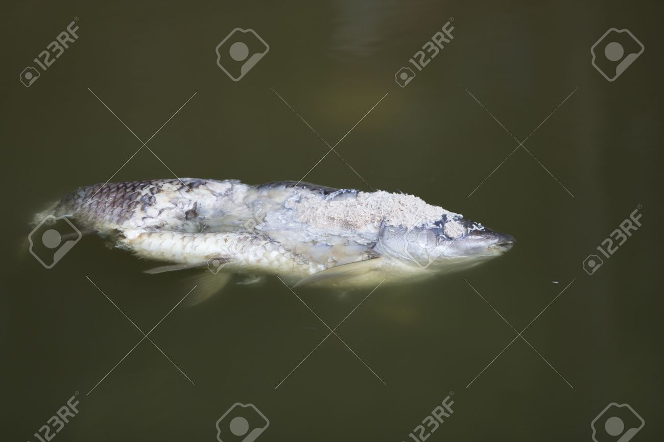 ワーム内部嫌だし 臭いで死んで腐った魚 の写真素材 画像素材 Image