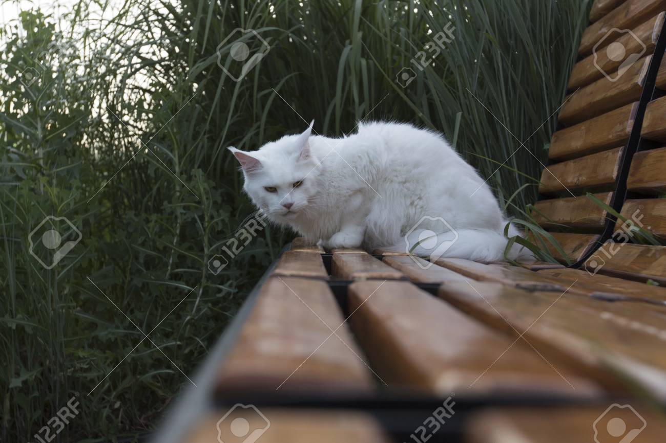 large white cat