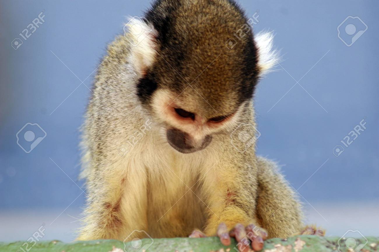 etiam-dictum-ipsum-a-felis